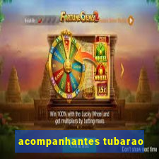 acompanhantes tubarao